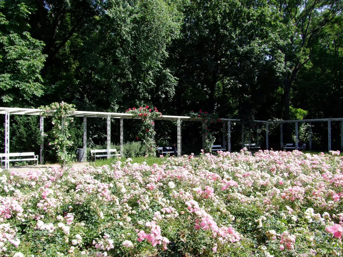 Margitszigeti Rózsakert (Rose Garden), Budapest