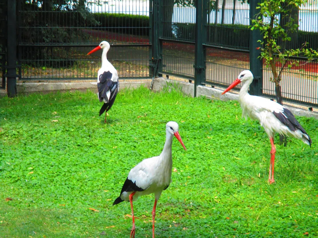 Margitszigeti Vadaspark (Margaret Island Mini Zoo), Budapest