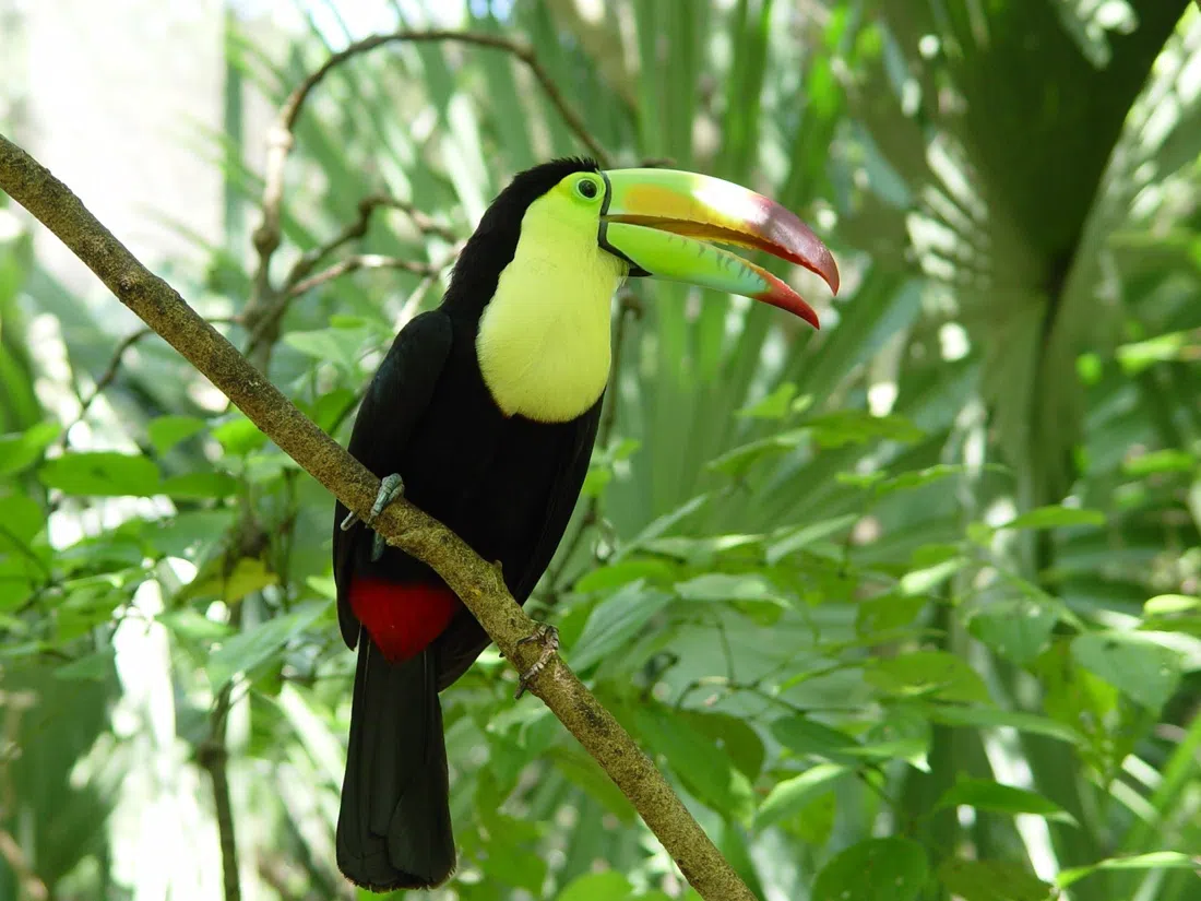 Aviario Xaman-Ha, Cancun