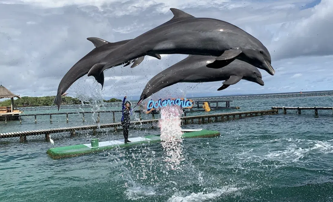 Oceanario CEINER (San Martín de Pajarales), Cartagena