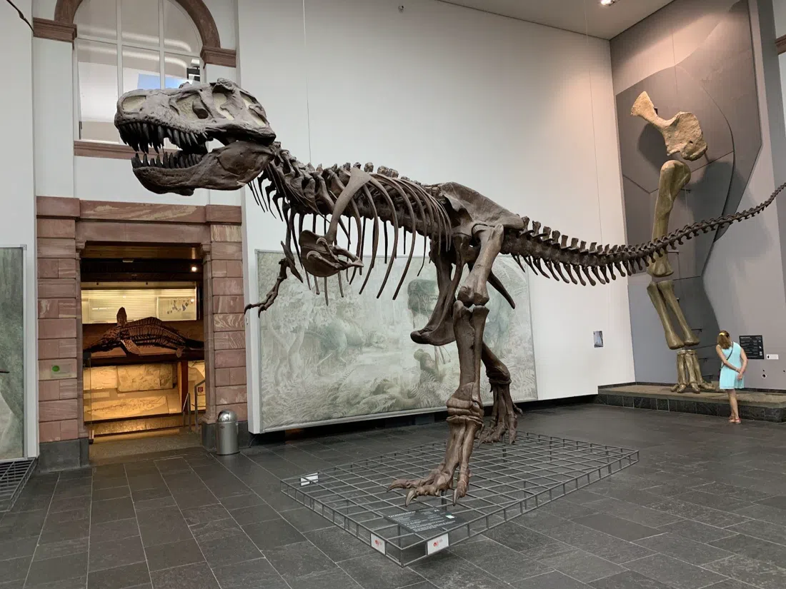 Senckenberg Naturmuseum Frankfurt, Frankfurt