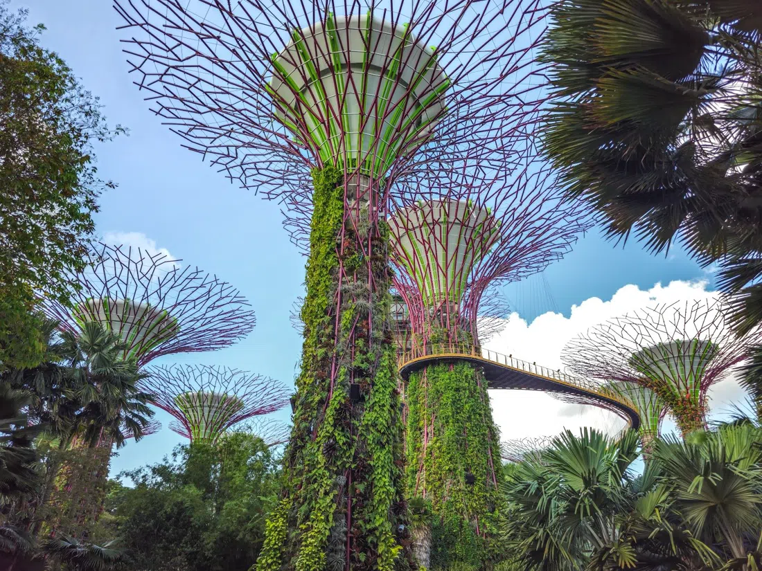Supertree Grove, Singapore