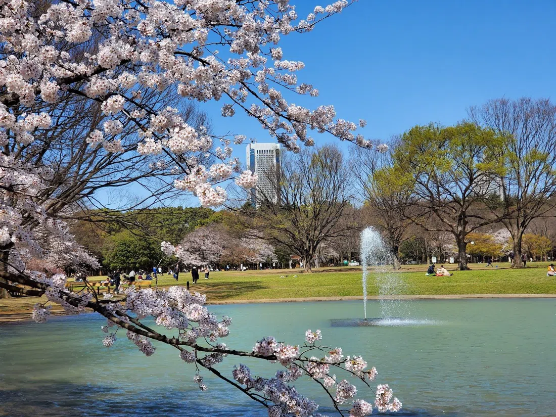 Yoyogi Park, Tokyo
