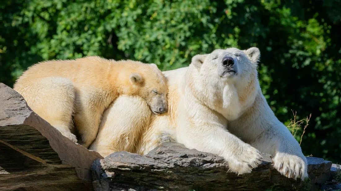 Tierpark Berlin, Berlin