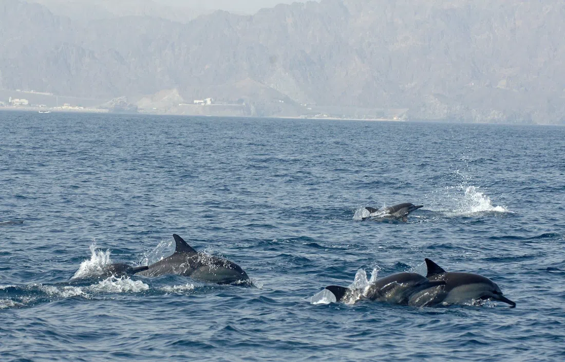 Sidab Sea Tours, Muscat